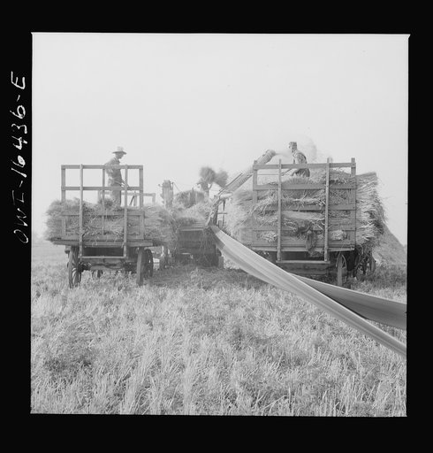 Jackson, Michigan. Threshing wheat