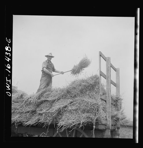 Untitled photo, possibly related to: Jackson, Michigan. Pitching hay