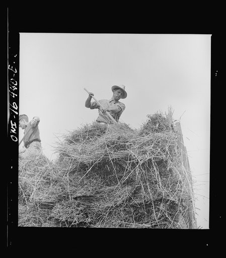 Untitled photo, possibly related to: Jackson, Michigan. Pitching hay