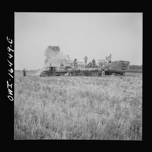 Jackson, Michigan. Threshing operation