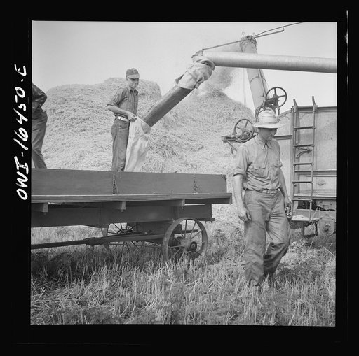 Jackson, Michigan. Bagging wheat