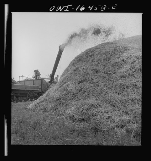 Jackson, Michigan. Threshing machine throwing chaff