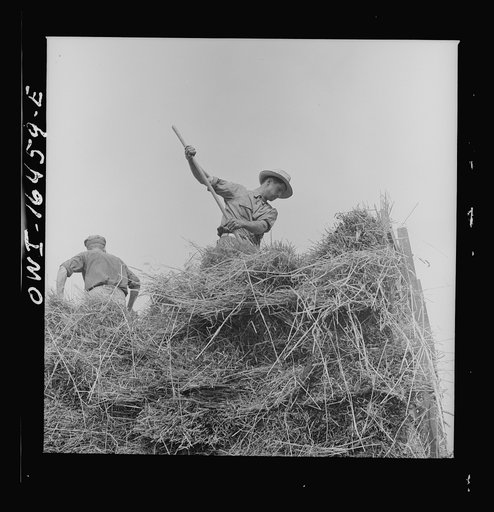 Untitled photo, possibly related to: Jackson, Michigan. Pitching hay