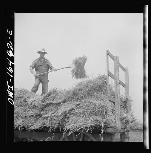 Jackson, Michigan. Pitching hay