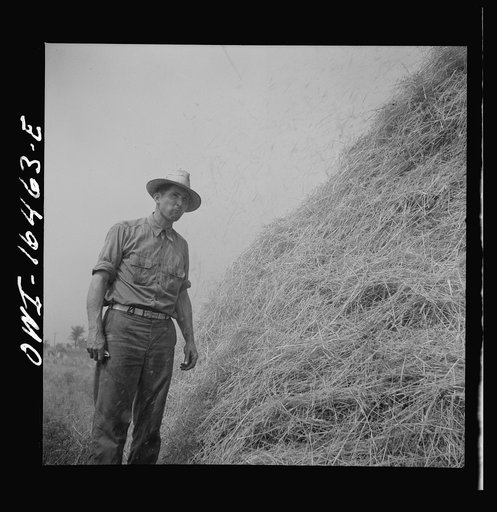 Untitled photo, possibly related to: Jackson, Michigan. Soldier, who was granted a furlough to help with the harvesting on this farm, watching threshing