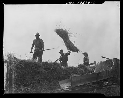 Untitled photo, possibly related to: Jackson (vicinity), Michigan. Pitching hay.