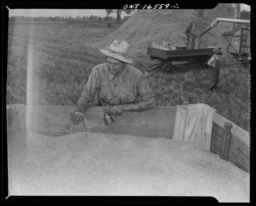 Untitled photo, possibly related to: Jackson, Michigan. Wheat pouring out of the threshing machine