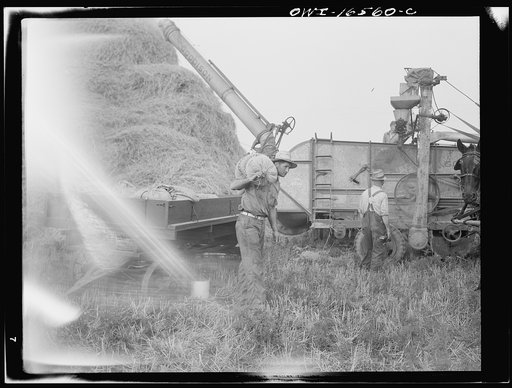 Untitled photo, possibly related to: Jackson, Michigan. Bagging wheat