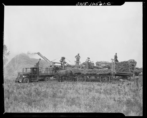 Jackson, Michigan. Threshing machine, truck carrying wheat, and straw wagons