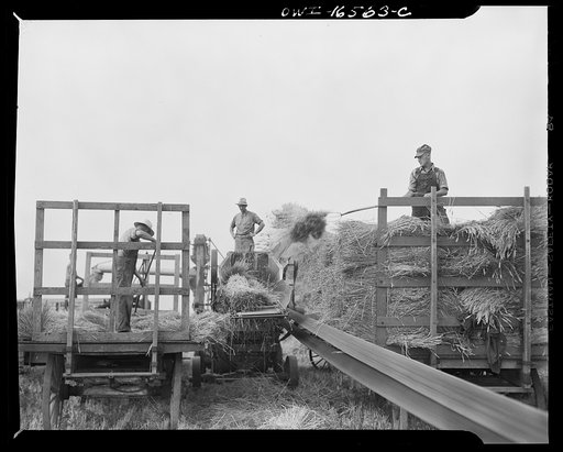 Jackson, Michigan. Straw wagons on either side of the threshing machine