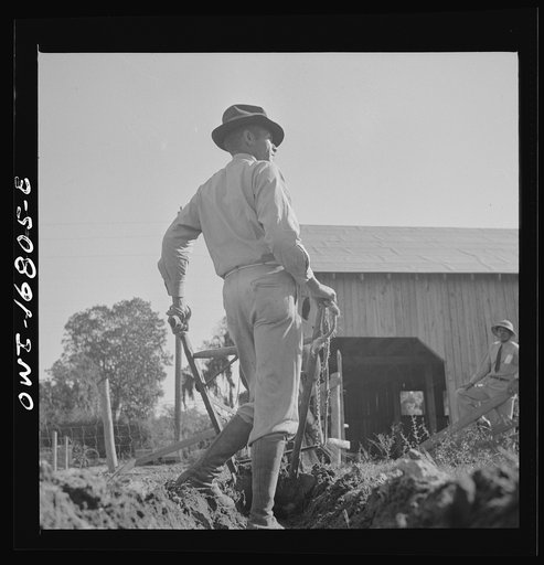 Untitled photo, possibly related to: Daytona Beach, Florida. Bethune-Cookman College. An instructor on the agricultural school farm plowing early in the morning