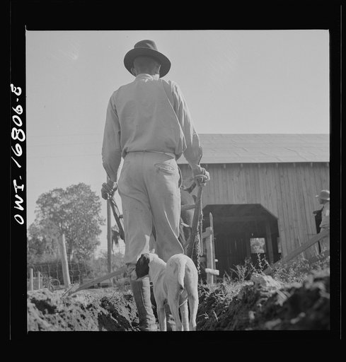 Daytona Beach, Florida. Bethune-Cookman College. An instructor on the agricultural school farm plowing early in the morning