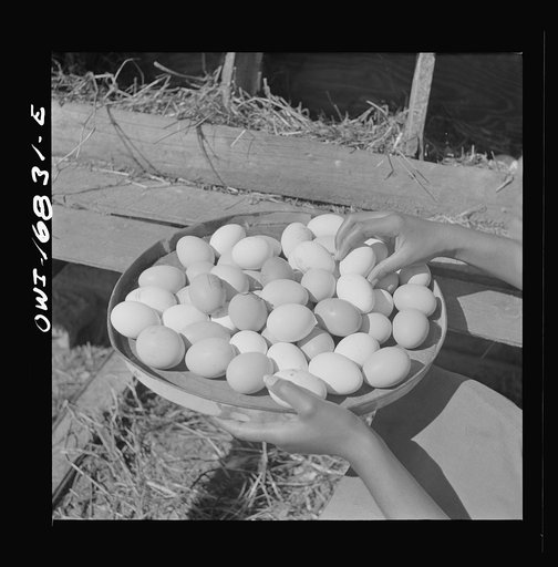 Daytona Beach, Florida. Bethune-Cookman College. Eggs gathered by a student on the agricultural school farm