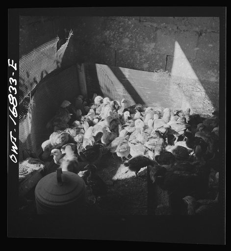 Daytona Beach, Florida. Bethune-Cookman College. Baby chicks on the poultry farm at the agricultural farm school