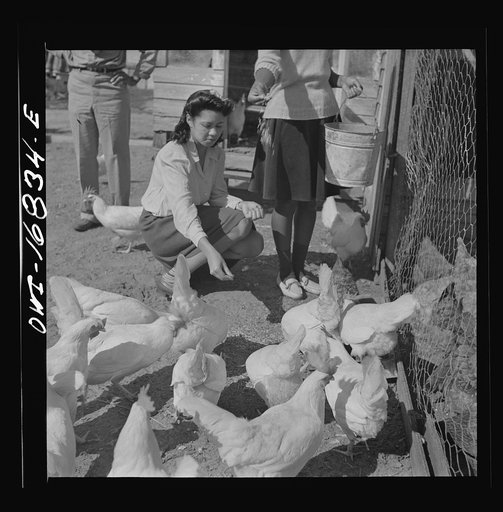 Daytona Beach, Florida. Bethune-Cookman College. Students on the agricultural school farm feeding chickens