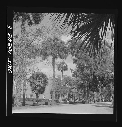 Untitled photo, possibly related to: Daytona Beach, Florida. A street which runs through the campus of Bethune-Cookman College
