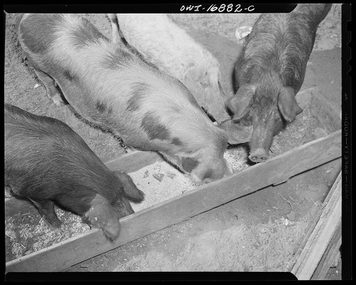 Daytona Beach, Florida. Bethune-Cookman College. Hogs feeding in the agricultural school farm