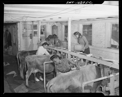 Daytona Beach, Florida. Bethune-Cookman College. Agriculture students learning modern dairy methods on the school farm
