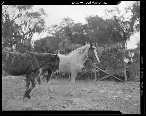 Untitled photo, possibly related to: Daytona Beach, Florida. Bethune-Cookman College. Horses on the agricultural school farm
