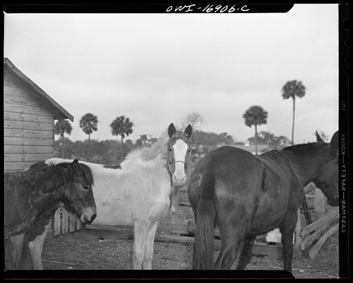 Daytona Beach, Florida. Bethune-Cookman College. Horses on the agricultural school farm