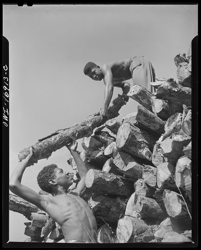 Daytona Beach, Florida. Bethune-Cookman College. Students chopping and piling wood for thirty-five cents an hour