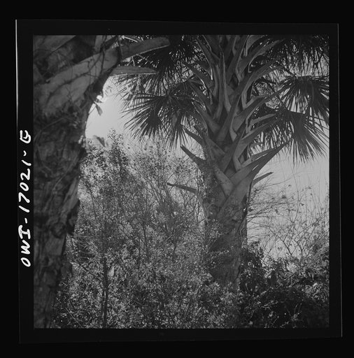 Daytona Beach, Florida. Palm trees and underbrush