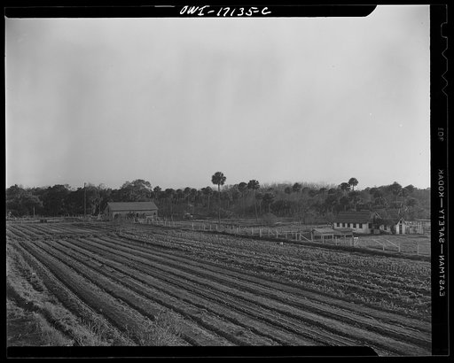 Daytona Beach, Florida. Bethune-Cookman College. Agricultural school farms