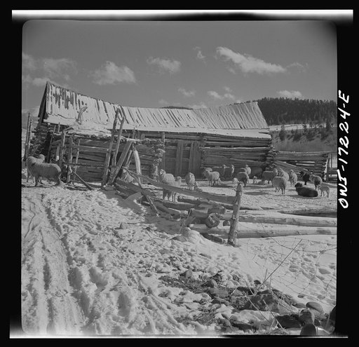 Untitled photo, possibly related to: Penasco, New Mexico. A sheep ranch