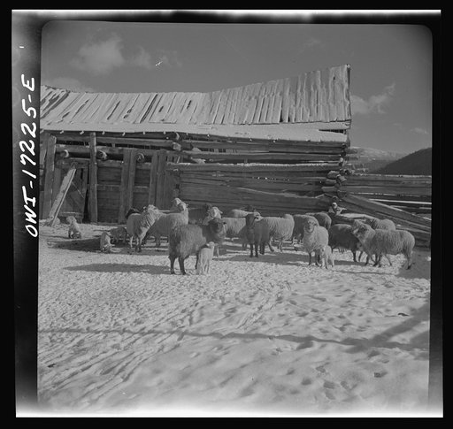 Untitled photo, possibly related to: Penasco, New Mexico. A sheep ranch