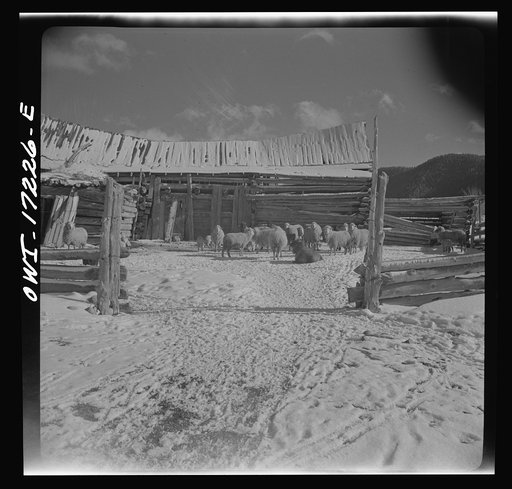 Penasco, New Mexico. A sheep ranch