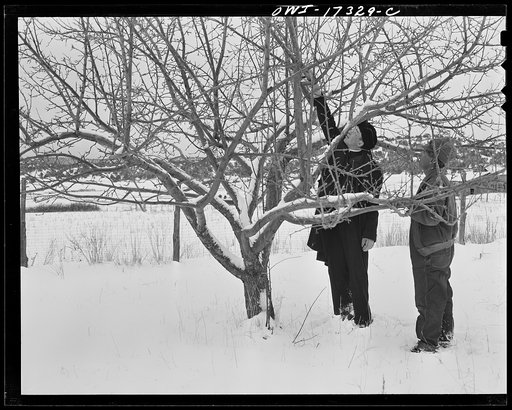 Taos County, New Mexico. Father Cassidy, the Catholic priest of the parish of Penasco, advising a parishioner on next spring's pruning