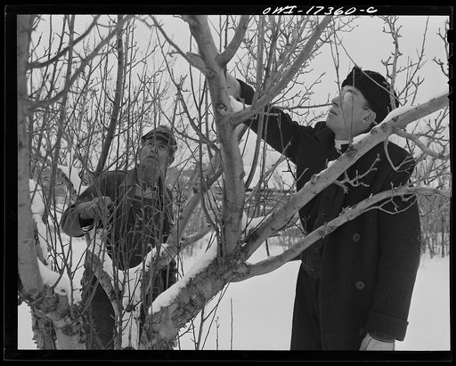 Taos County, New Mexico. Father Cassidy, the Catholic priest of the parish of Penasco, advising a parishioner on next spring's pruning