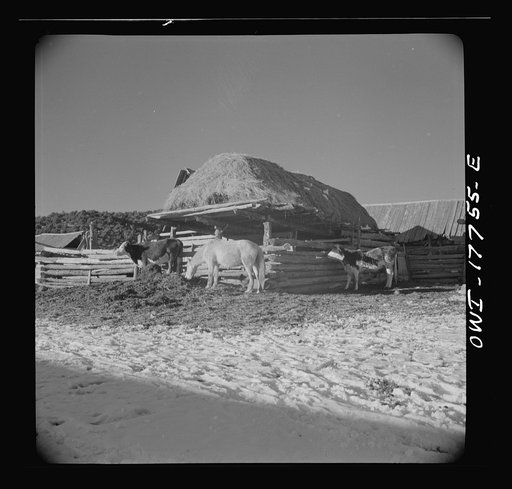 Trampas, Taos County, New Mexico. A Spanish-American village in the foothills of the Sangre de Cristo Mountains. Each house has its corral built of aspen and pine cut from the mountains above the village