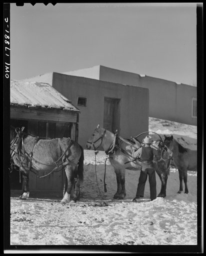 Untitled photo, possibly related to: Trampas, New Mexico. Juan Lopez harnessing up the team for a trip to the mountains in order to collect for wood