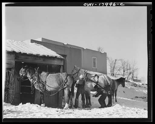 Trampas, New Mexico. Juan Lopez, the majordomo (mayor) [i.e., steward], harnessing up the teams ready for a trip to the mountains for wood
