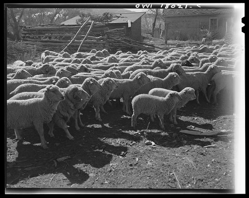 Untitled photo, possibly related to: Penasco, New Mexico. A sheep ranch