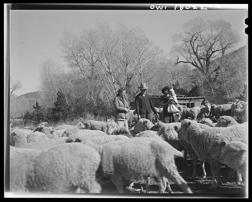 Untitled photo, possibly related to: Penasco, New Mexico. A sheep ranch