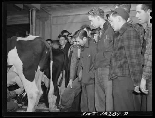 Madison, Wisconsin. Farm short course school at the University of Wisconsin. Students in the dairy husbandry class watching a demonstration of a milking machine