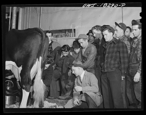 Madison, Wisconsin. Farm short course school at the University of Wisconsin. Students in the dairy husbandry class watching a demonstration of a milking machine