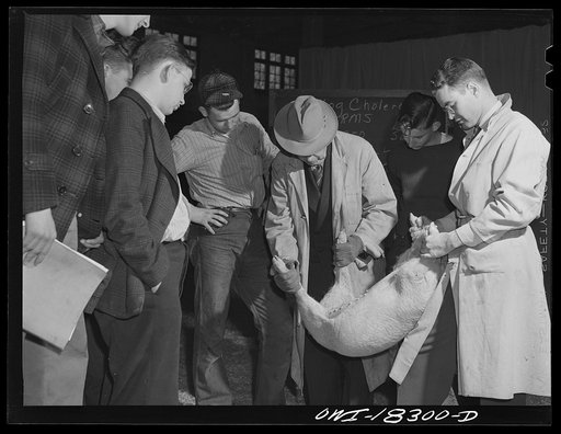 Madison, Wiscon. Farm short course school at the University of Wisconsin. Professor Fuller showing the students in the animal husbandry class the effects of skin disease on hogs