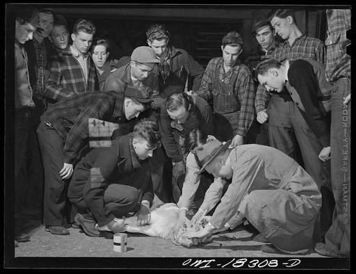 Madison, Wisconsin. Farm short course school at the University of Wisconsin. Students in the dairy husbandry class watching Professor Barrett demonstrate the proper method of de-horning a calf