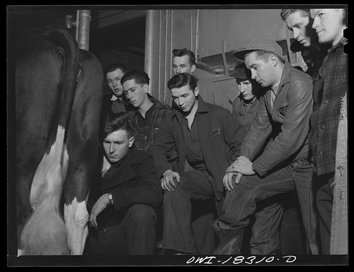 Untitled photo, possibly related to: Madison, Wisconsin. Farm short course school at the University of Wisconsin. Students in the dairy husbandry class watching a demonstration of a milking machine