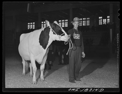 Madison, Wisconsin. Farm short course school at the University of Wisconsin. Herman Hershey with his prize-winning Holstein cow at the Wisconsin "Little International"