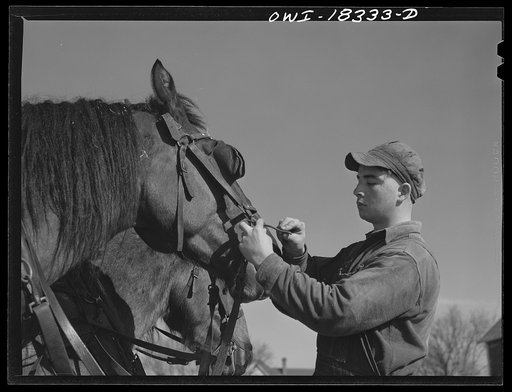 Harvey G. Berthold adjusting a horse's harness on the Colby farm where he was placed after finishing the farm short course at the University of Wisconsin