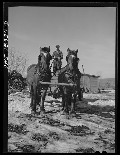 Harvey G. Berthold on the Colby farm in Wisconsin where he was placed after finishing the farm short course at the University of Wisconsin
