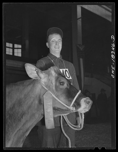 Madison, Wisconsin. Farm short course at the University of Wisconsin. Duane Denotter, with his prize-winning brown Swiss cow at the Wisconsin "Little International"