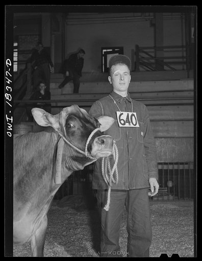 Untitled photo, possibly related to: Madison, Wisconsin. Farm short course at the University of Wisconsin. Duane Denotter, with his prize-winning brown Swiss cow at the Wisconsin "Little International"