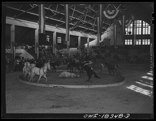 Madison, Wisconsin. Farm short course school at the University of Wisconsin. A horse act which was part of the entertainment at the Wisconsin "Little International"