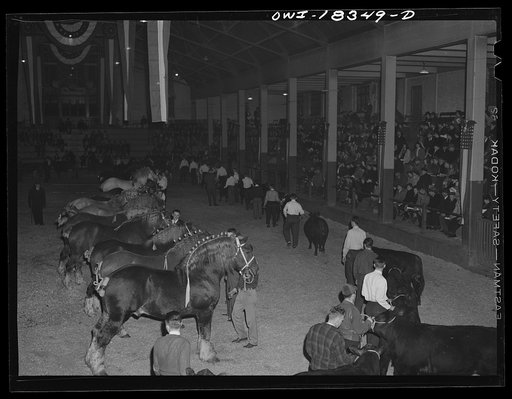 Madison, Wisconsin. Farm short course school at the University of Wisconsin. Parade of the prize-winners at the Wisconsin "Little International"