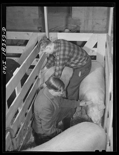 Madison, Wisconsin. Farm short course school at the University of Wisconsin. Darwin Madson and Kenneth Kleinsteiber grooming their hogs for the livestock show at the Wisconsin "Little International"